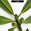 SpeciesSub: var. angustifolia